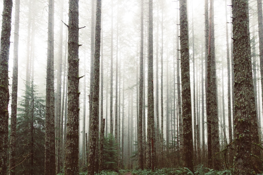 Photo Nature: Forest